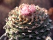 Lophophora_diffusa